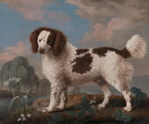 Brun och vit Norfolk eller Water Spaniel, 1778.