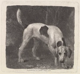 Hund [En rävhund på doften]