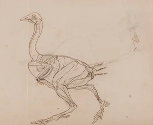 Dorking Hen Body, lateral View (konturritning av musklerna)