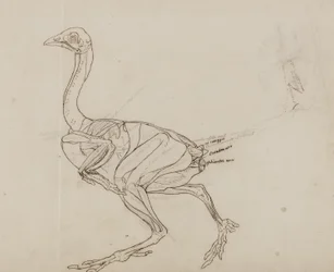 Dorking Hen Body, Lateral View, från "En jämförande anatomisk beskrivning av människokroppens struktur med en tiger och en vanlig fågel"