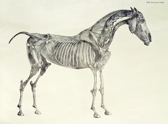 Femte anatomiska tabellen, från "The Anatomy of the Horse"