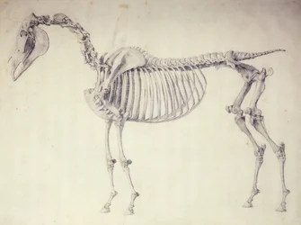 Femte anatomiska tabellen, från "The Anatomy of the Horse"