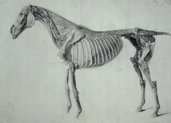 Avslutad studie för det femte anatomiska bordet för en häst (grafit på papper)