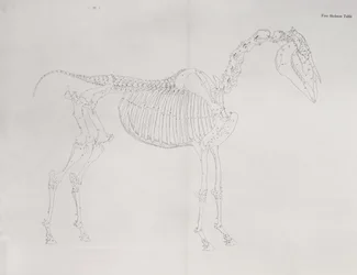 Första skelettbordet, från "The Anatomy of the Horse"