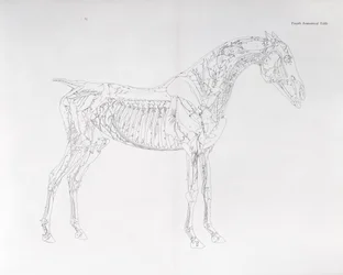 Fjärde anatomiska tabellen, från "The Anatomy of the Horse"