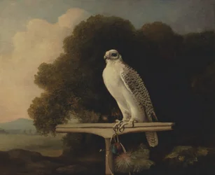 Grönlandsfalk, Gyrfalk, 1780.