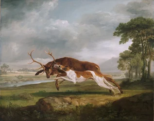 Hound Coursing en hjort
