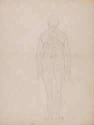 Människofigur, posterior vy