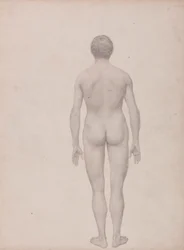 Människofigur, vy bakifrån, odissected (avslutad studie för tabell VII)