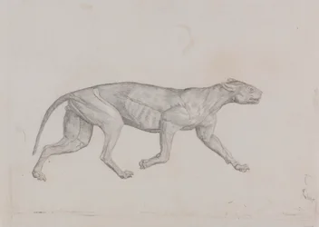 Leopardkropp, sidovy