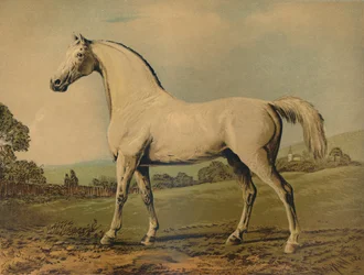 Mambrino. Uppfödd av Lord Grosvenor, c1770-talet, c1879.