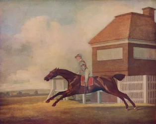 Mr. Ogilvys Bay Racehorse Trentham på Newmarket med Jockey up, 1771