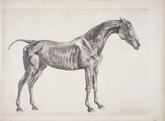 Plåt från The Anatomy of the Horse, c.1766