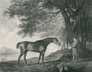 Sharke, graverad av George Townley Stubbs (1756-1815) pub. 1794 (etsning)