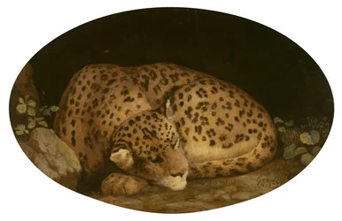 Sovande leopard