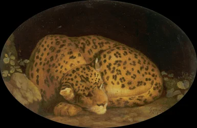 Sovande leopard