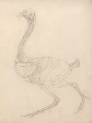 Studie av en fågel, sidovy, diagram för nyckel till tabell XV, från en jämförande anatomisk beskrivning av människokroppens struktur med en tiger och en vanlig fågel, 1795-1806 (grafit & om