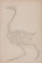 Studie av en fågel, sidovy, från en jämförande anatomisk beskrivning av människokroppens struktur med en tiger och en vanlig fågel, 1795-1806 (grafit på kraftigt vävt papper)