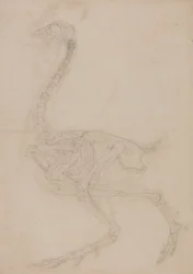 Studie av en fågel, sidovy, från en jämförande anatomisk utläggning av människokroppens struktur med en tiger och en vanlig fågel, 1795-1806 (grafit på vävt papper)