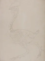 Studie av en fågel, sidovy, från en jämförande anatomisk beskrivning av människokroppens struktur med en tiger och en vanlig fågel, 1795-1806 (grafit på tunt vävt papper)