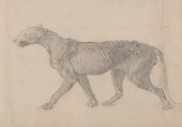 Studie av en tiger, sidovy, från en jämförande anatomisk utläggning av människokroppens struktur med en tiger och en höns, 1795-1806 (grafit på lagt papper)