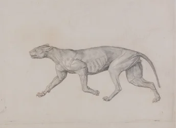 Studie av en tiger, sidovy, från en jämförande anatomisk utläggning av människokroppens struktur med en tiger och en höns, 1795-1806 (grafit med röd krita på tunt vävt papper