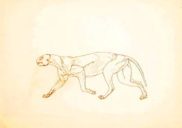 Studie av en tiger, sidovy, från en jämförande anatomisk utläggning av människokroppens struktur med en tiger och en fågelhöna, 1795-1806 (penna och bläck över röd krita på tunn vävd papper