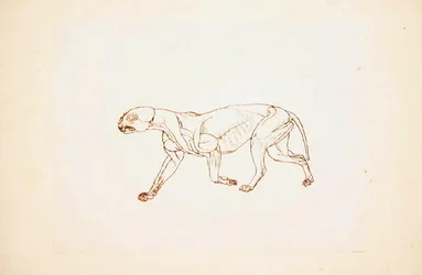 Studie av en tiger, sidovy, från en jämförande anatomisk utläggning av människokroppens struktur med en tiger och en fågelhöna, 1795-1806 (penna och bläck över röd krita på tunn vävd papper