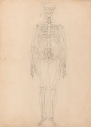Studie av människofiguren, framifrån, diagram för nyckel till tabell I, från en jämförande anatomisk beskrivning av människokroppens struktur med en tiger och en höns, ca 1795-1806 (g