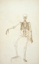 Studie av den mänskliga figuren, anterior View, från "En jämförande anatomisk utläggning av människokroppens struktur med en tiger och en vanlig fågel"