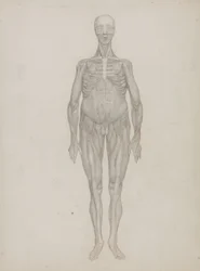 Studie av människofiguren, anterior View, från 