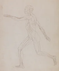 Studie av människofiguren, sidovy, från en jämförande anatomisk beskrivning av människokroppens struktur med en tiger och en höns, ca 1795-1806 (grafit på papper)