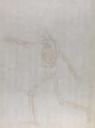 Studie av människofiguren, sidovy, från en jämförande anatomisk beskrivning av människokroppens struktur med en tiger och en fågelhöna, 1795-1806 (grafit och röd krita på tunn w
