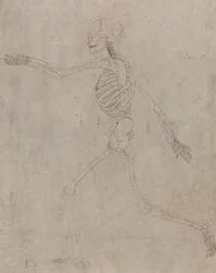 Studie av människofiguren, sidovy, från en jämförande anatomisk beskrivning av människokroppens struktur med en tiger och en höns, 1795-1806 (grafit med bläck på tung väv