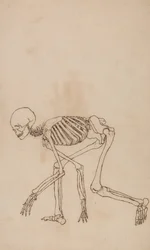 Studie av människofiguren, sidovy, från en jämförande anatomisk utläggning av människokroppens struktur med en tiger och en höns, 1795-1806 (penna och bläck över grafit på väv