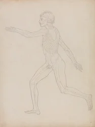 Studie av människofiguren, sidovy, från en jämförande anatomisk beskrivning av människokroppens struktur med en tiger och en höns, 1795-1806 (grafit på kraftigt vävt papper)