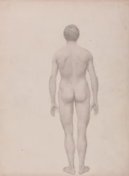 Studie av människofiguren, posterior vy, odissekerad, avslutad studie för tabell VII, från en jämförande anatomisk beskrivning av människokroppens struktur med en tiger och en fågelhöna