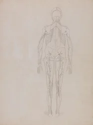 Studie av människofiguren, bakifrån, från en jämförande anatomisk utläggning av människokroppens struktur med en tiger och en höns, ca 1795-1806 (grafit på patronpapper)