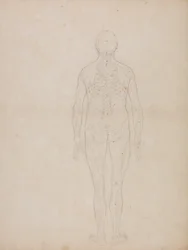 Studie av människofiguren, bakifrån, från en jämförande anatomisk utläggning av människokroppens struktur med en tiger och en höns, ca 1795-1806 (grafit på patronpapper)
