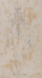 Studie av människofiguren, bakifrån, från en jämförande anatomisk utläggning av människokroppens struktur med en tiger och en höns, ca 1795-1806 (grafit på papper)