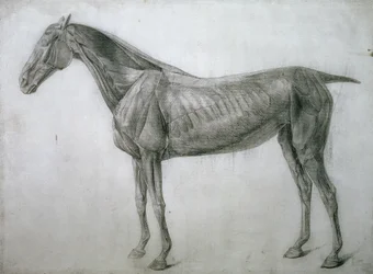 The Study of Muscles: Ecorche-teckning sett från flanken, från 13:e anatomiska bordet, från hästens anatomi, 1766