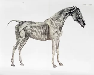 Tredje anatomiska tabellen, från "The Anatomy of the Horse"