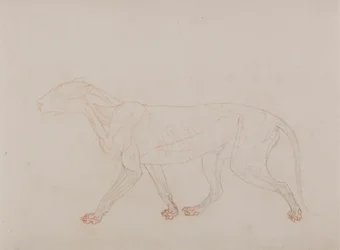 Tigerkropp, sidovy (visar det tredje steget i dissektion)