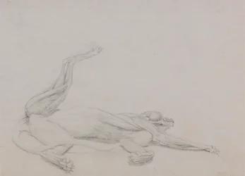 Tigerkropp, liggande, sedd ventralt