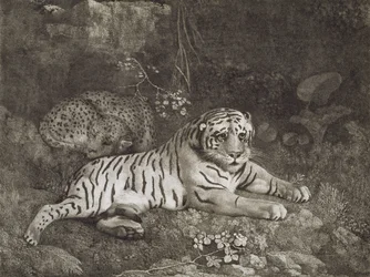 Två Tygers, graverade av konstnären, pub. 1788 (etsning)