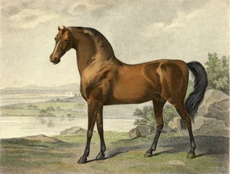 Warren Hastings Arabian