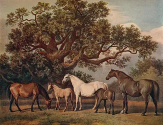 Uppfödningsston och föl, sent 1700-tal, 1922