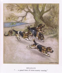 Beagles (färglitografi)