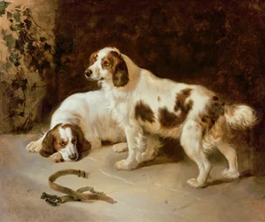 Brittany Spaniels