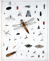 Olika insekter, tallrik III från 